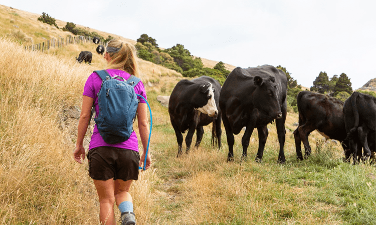 Banks Peninsula Adventure Race Canterbury hiker cows