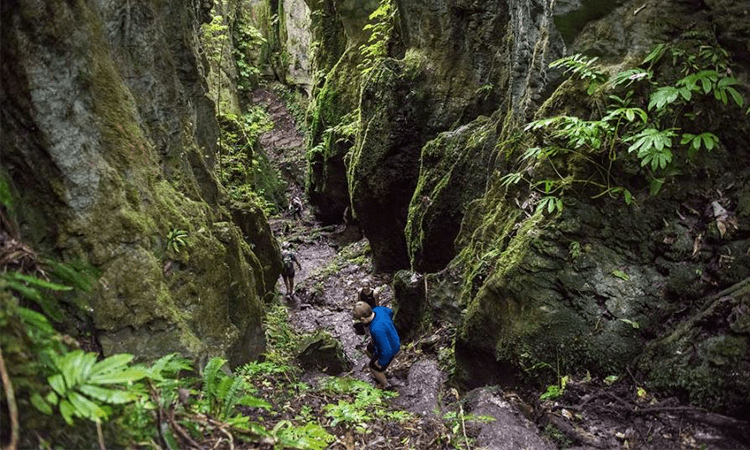 Discover Waitomo Trail Run Caves Waikato