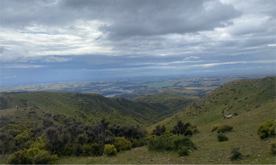 Kererū-Hill-Country-Walk/Run-Hawkes Bay-550x330px