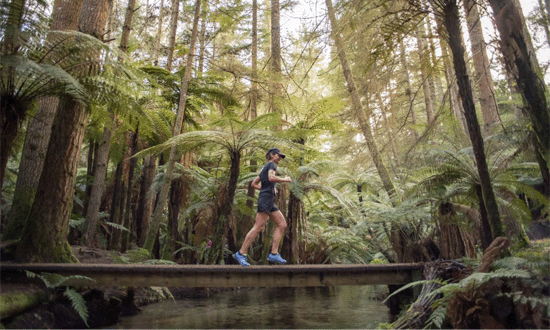 Run-the-Forest-Rotorua